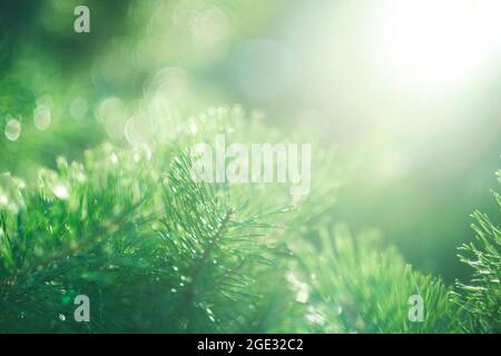 Abstract blurred background of pine branch in rays bright sun. Stock Photo