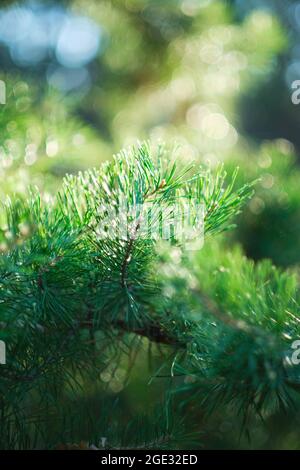 Background of pine branch in rays of bright sun. Stock Photo