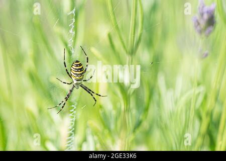 Yellow and black Orb Spider, Orb Web Spider, Orb-Weaver Spider or Wasp Spider, Argiope bruennichi on Lavender Flowers, close up Stock Photo