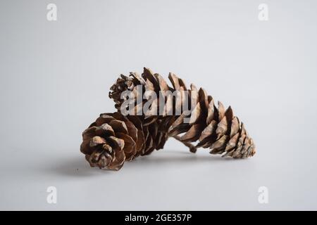 Posed pine cones against a white, infinite background. Stock Photo