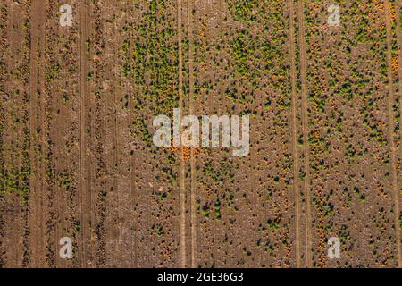 Panoramic shot of a pumpkin field with Hokkaidos in the sun from high above Stock Photo