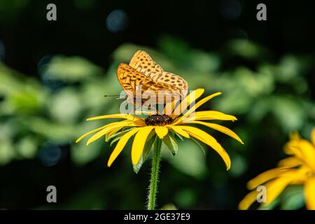 Marbled fritillary sitting on the Rudbeckia. Beauty big butterfly. Stock Photo