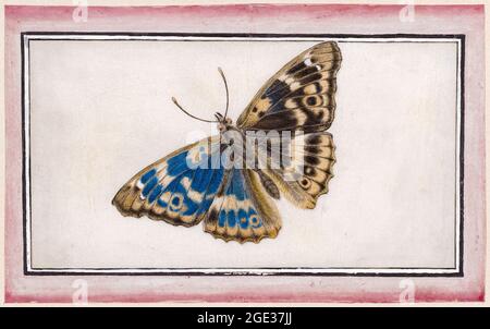 Maria Sibylla Merian, Lesser Schiller Butterfly (Apatura Ilia), illustration, before 1717