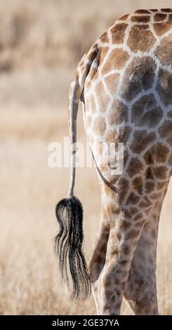 A closeup of a Giraffe tail in the Kalahari Stock Photo