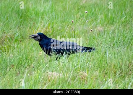 Rook walking on the meadow. A foraging bird. Big black bird. Stock Photo