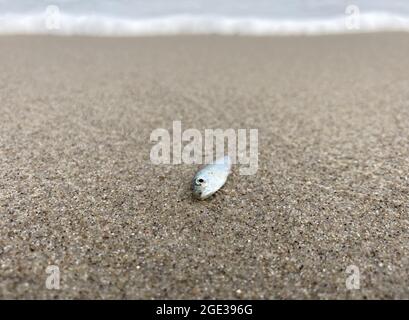 Dead Fish, washed ashore on a beach Stock Photo - Alamy