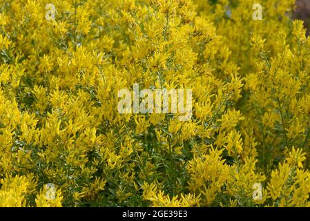 Faerberginster, Genista tinctoria, ist eine wichtige Heilpflanze mit gelben Blueten und wird viel in der Medizin verwendet. Sie ist eine Staude und ge Stock Photo