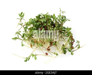 Swiss Cress Sprout Extract, Lepidium Sativum, Ingredient