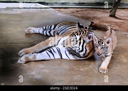 Dhaka, Bangladesh - August 16, 2021: A male cub and a female cub were born on May 26, 2021 at the Bengal Tiger Belly's home at the National Zoo at Mir Stock Photo