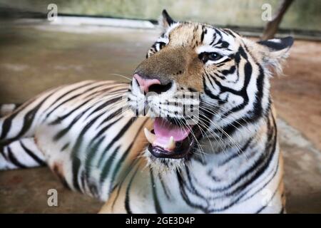 Dhaka, Bangladesh - August 16, 2021: A male cub and a female cub were born on May 26, 2021 at the Bengal Tiger Belly's home at the National Zoo at Mir Stock Photo