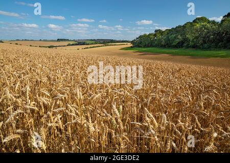 View across wheat fields in summer, East Garston, Berkshire, England, United Kingdom, Europe Stock Photo