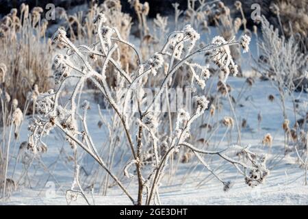 The grass is covered with frost on a winter sunny cold day Stock Photo