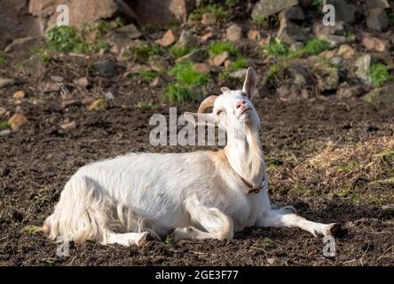 Golden Guernsey goat laying in a field enjoying the sun Stock Photo