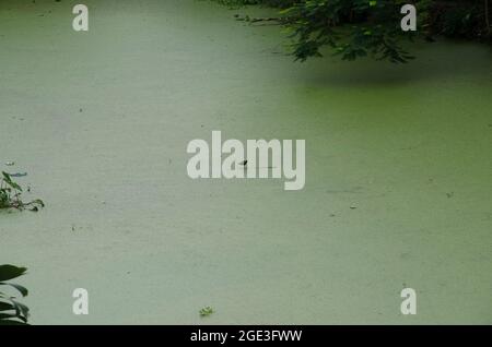 A pond is covered with hyacinth. Stock Photo