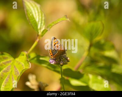 Small Copper Butterfly on a Field Scabious Stock Photo