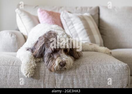 A large labradoodle puppy laying on the a light colored couch with its head down. Stock Photo