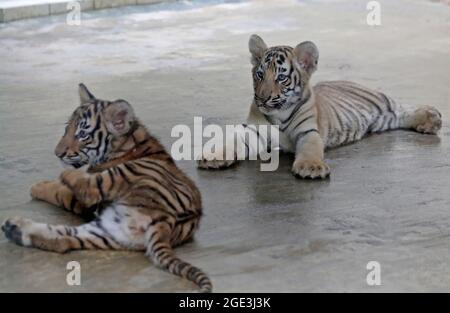 Dhaka, Bangladesh, August 16, 2021: The Two new newly born bengal tiger pups  'Durjoy and Avantika', they are seen in captivity  at the National Zoo in the capital's Mirpur. The Royal Bengal tiger couple gave birth to their first baby in a secluded environment at the zoo. Credit: Maruf Rahman / Eyepix Group/Alamy Live News Stock Photo