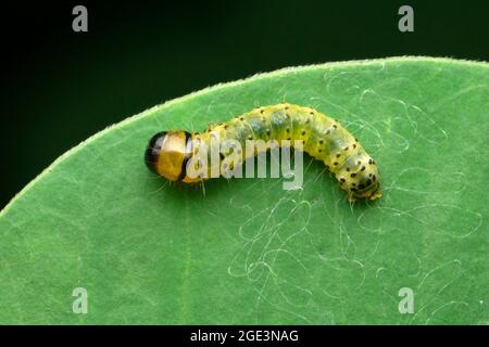 Catterpiller of moth, Bombyx mori, Satara, Maharashtra, India Stock Photo
