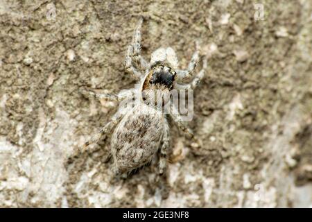 Dorsal close-up of female jumping spider, Menemerus bivitattus, Satara, Maharashtra, India Stock Photo