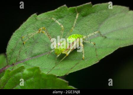 Green Lynx spider, Oxyopes species, on tulsi leaf, Ocimum tenuiflorum, Satara, Maharashtra, India Stock Photo