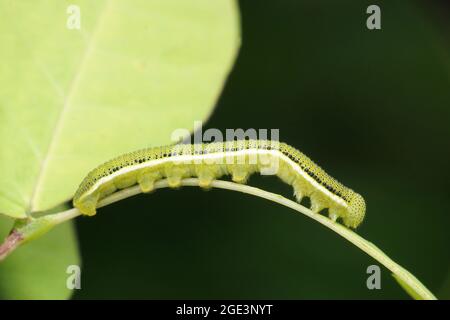 Luna moth caterpillar, Actias luna, Satara, Maharashtra, India Stock Photo