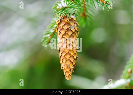 Buterful long orange pine cone and branches, close-up macro shot Stock Photo