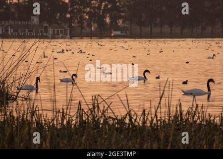 Four black necked swan -Cygnus melancoryphus- in a little laggon full of water birds after the sunset  in Las Flores lagoon, Buenos Aires, Argentina Stock Photo