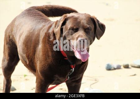 Chocolate Labrador standing on the sand at a beach. Stock Photo