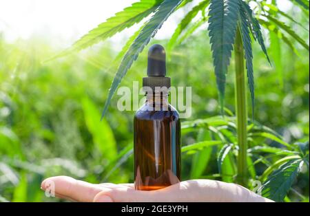 Hemp oil., Hand holding bottle of Cannabis oil against Marijuana plant, CBD Stock Photo