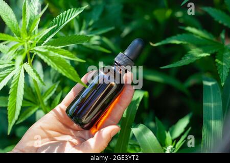 Hemp oil, Hand holding bottle of Cannabis oil against Marijuana plant, CBD oil pipette Stock Photo