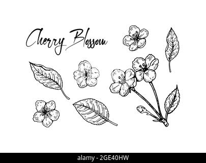 Set of hand drawn cherry flowers isolated on white background. Vector illustration in sketch style Stock Vector