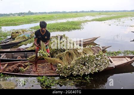 August 16,2021, Dhaka,Bangladesh: Water Lily is the national flower of Bangladesh. The livelihood of some wetland farmers is based on water lily farmi Stock Photo