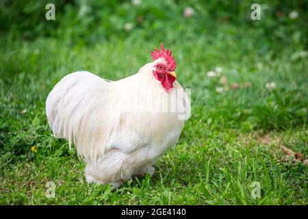 Cochin Bantam chicken rooster Stock Photo