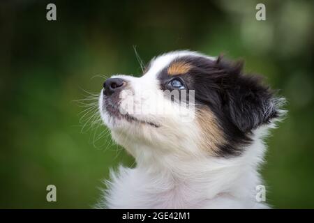 Australian Shepherd puppy Stock Photo