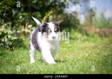 Australian Shepherd puppy running Stock Photo
