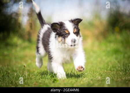 are australian shepherds aussies good running partners