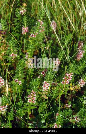 sea milkwort, Glaux maritima, Strand-Milchkraut, Lysimachia maritima, bagolyfű, Ireland, Írország, Europe Stock Photo