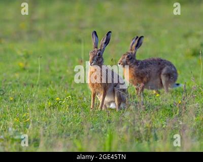 Brown Hares Lepus europaeus eating grass in grazing meadow Stock Photo