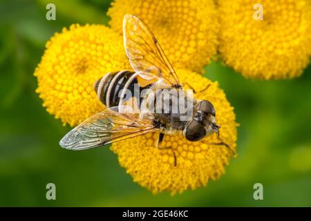 European drone fly / dronefly (Eristalis arbustorum) female hoverfly feeding on nectar from common tansy (Tanacetum vulgare) in flower in summer Stock Photo