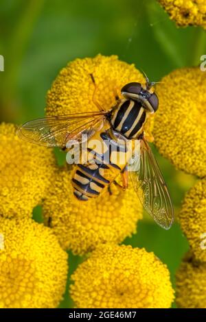 Sun fly / Marsh hoverfly / tiger hoverfly (Helophilus pendulus / Helophilus similis) female pollinating tansy (Tanacetum vulgare) in flower in summer Stock Photo