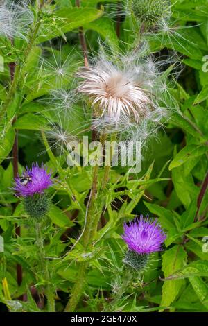 Seeds and seedheads / seed heads of spear thistle / bull thistle / common thistle (Cirsium vulgare / Cirsium lanceolatum) in summer Stock Photo