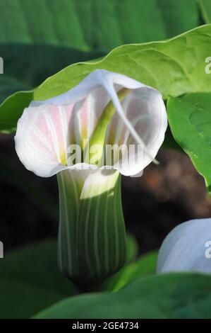 Chinese cobra lily and Chinese jack-in-the-pulpit, Arisaema candidissimum, csíkolt csapvirág