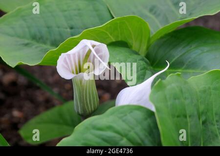 Chinese cobra lily and Chinese jack-in-the-pulpit, Arisaema candidissimum, csíkolt csapvirág