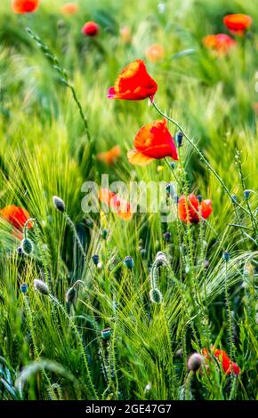 Red Blossoms Of Corn Poppy (Papaver Rhoeas) On Green Wheat Field Stock Photo