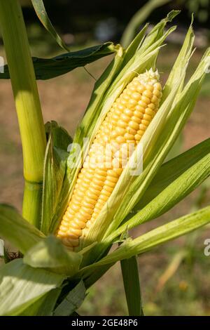 corn cob with green leaves on the stem in field or garden, close up Stock Photo