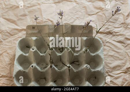 Isolated opened egg tray with dried flowers on kraft paper. Creative eco lifestyle concept with recycled material. Top view. Stock Photo