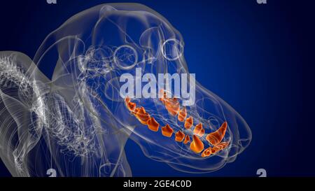 Dog lower teeth Anatomy For Medical Concept 3D Illustration Stock Photo