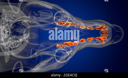 Dog lower teeth Anatomy For Medical Concept 3D Illustration Stock Photo