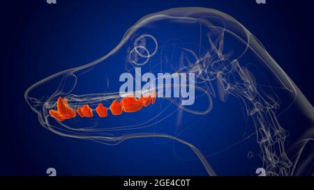 Dog lower teeth Anatomy For Medical Concept 3D Illustration Stock Photo