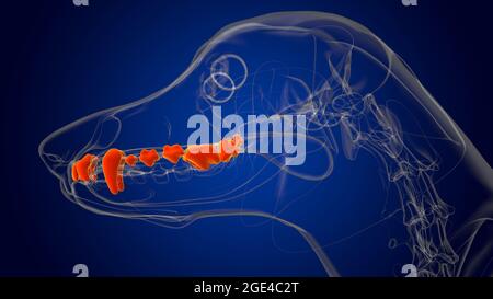 Dog upper teeth Anatomy For Medical Concept 3D Illustration Stock Photo